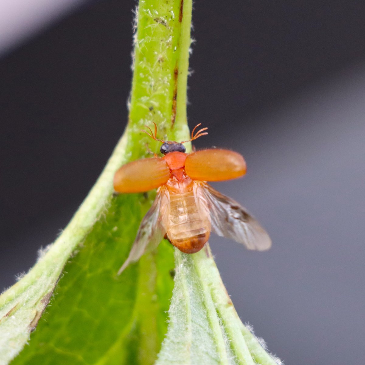 attjemeekma's tweet photo. Naast #nachtvlinders zitten er ook geregeld andere insecten in de #LEDemmerval. De #roestbruine_bladsprietkever is een nieuwe soort voor mij.
#insectenopdeboerderij🐄🦋
#kevers 🪲
#gangbarelandbouw https://t.co/QZ8Hh1bI50