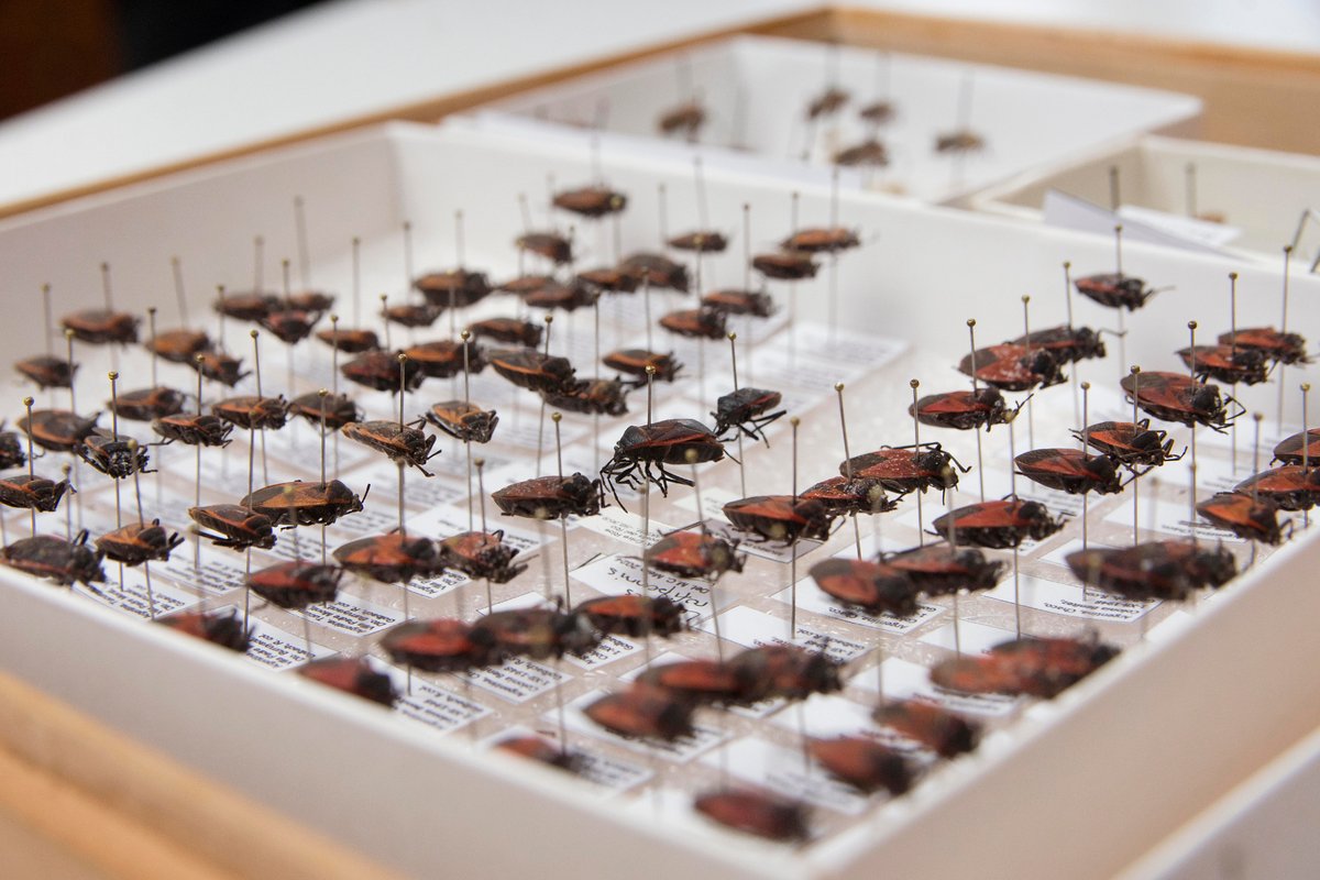 #laUNLPInvestiga Algunas te pueden enfermar, otras controlan #plagas ¿Qué sabemos sobre las #chinches? Un equipo de científicos de la #UNLP, estudia la diversidad de estos insectos en #Argentina y #Sudamérica. 🪲🪳 Enterate acá:i.mtr.cool/hvfedqjajf