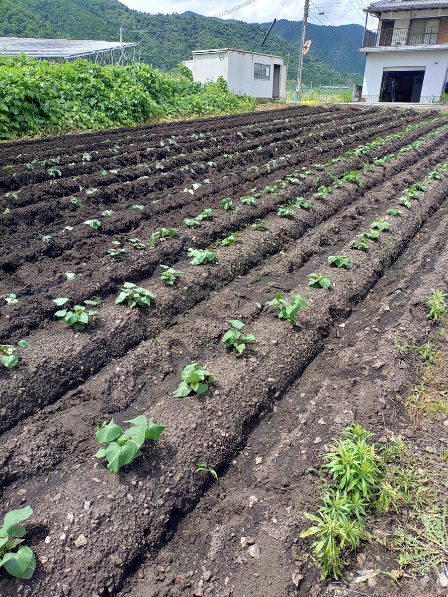 #市川町 での農業談義！地域の声を国会へ！

#兵庫12区　#池畑こうたろう　#日本維新の会