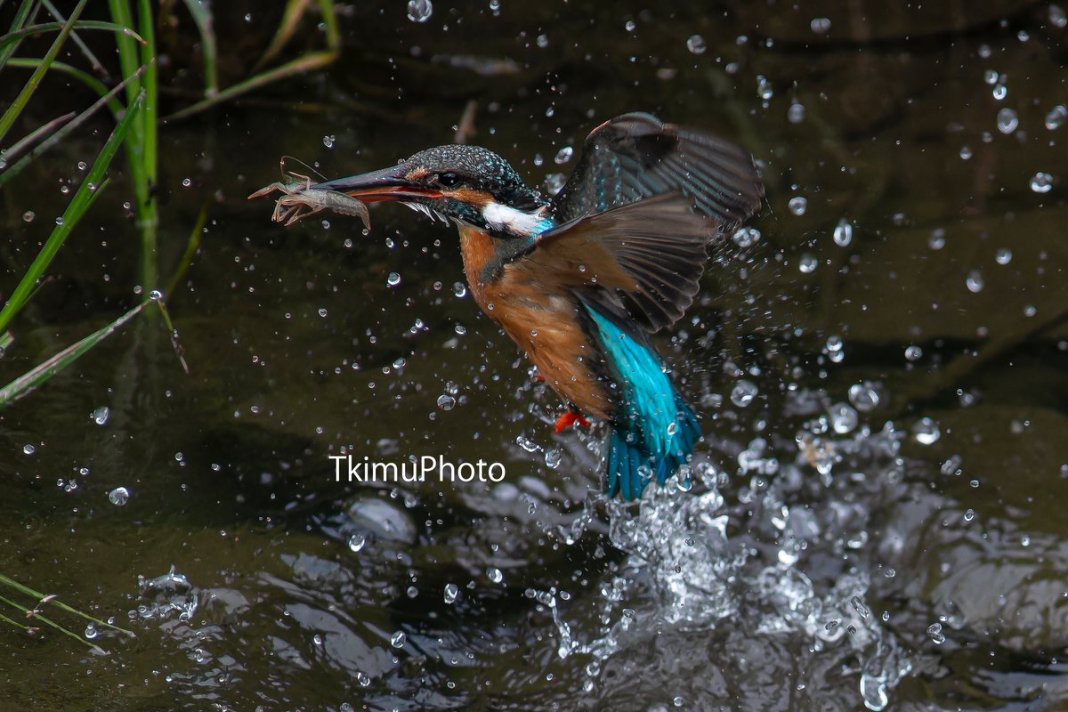 TkimuPhoto's tweet image. ぜひマニュアルフォーカスについて語り合いたいですね

Nikon Z8
AI Nikkor ED 400mm F3.5S ＋ TC-16A ＋ SHOTEN NF-NZ

#かわせみ #カワセミ #翡翠 #kingfisher #best_birding_japan #Nikon #Z8 #nikoncreators #400mmf3.5 #ヨンサンゴ #野鳥 #野鳥撮影  #水しぶきの魔術師