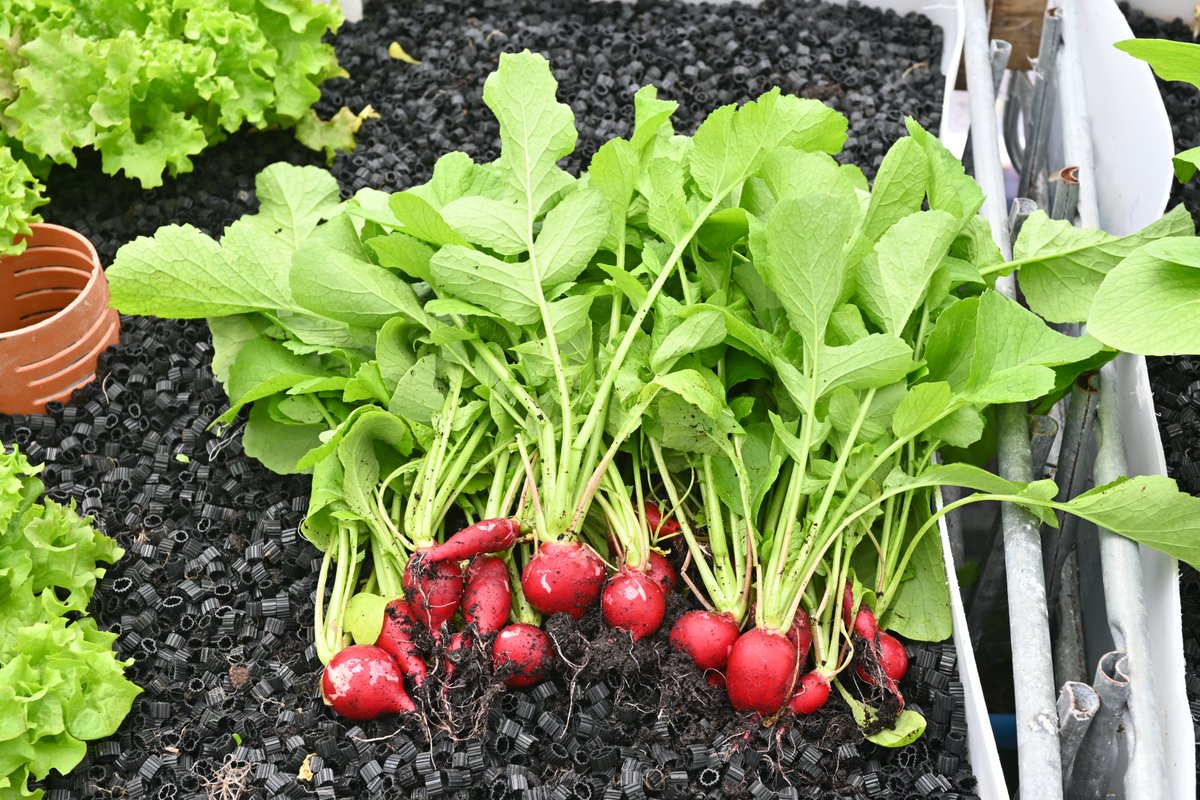 Keywater Fisheries tweet media