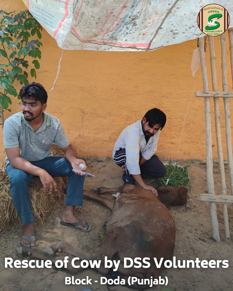 GreenSwelfares's tweet photo. In a heartwarming display of compassion and dedication, In Doda, Punjab, volunteers demonstrated their unwavering compassion by rescuing an injured cow. The dedicated volunteers promptly provided medical treatment, ensuring the cow's recovery and well-being. This act of kindness exemplifies the commitment of Shah Satnam Ji Green ’S’ Welfare Force Wing to the welfare of all living beings. #AnimalWelfare #DeraSachaSauda