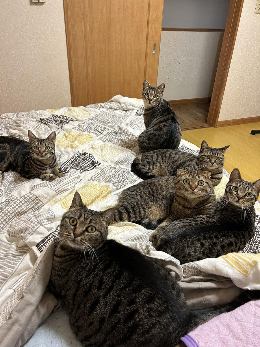 キジトラのヒメSHOP♕ページ（作成中） なんかトレンド入りしてるやん