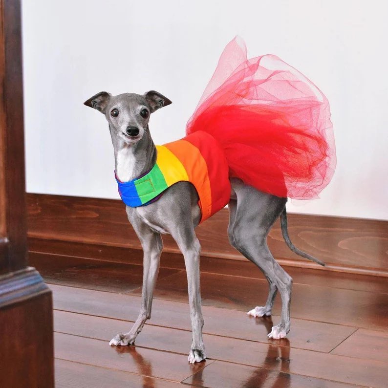 damekatydenise_'s tweet image. July is #TransAnimals awareness month! 

I don’t know who needs to hear this but…

Animals 👏🏻 can 👏🏻 be 👏🏻Trans 
Animals 👏🏻 can 👏🏻 be 👏🏻Trans 
Animals 👏🏻 can 👏🏻 be 👏🏻Trans 
Animals 👏🏻 can 👏🏻 be 👏🏻Trans 
Animals 👏🏻 can 👏🏻 be 👏🏻Trans 

Just. Let. Them. Live. 

#Pride #TransRights