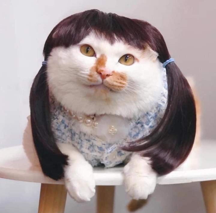 damekatydenise_'s tweet image. July is #TransAnimals awareness month! 

I don’t know who needs to hear this but…

Animals 👏🏻 can 👏🏻 be 👏🏻Trans 
Animals 👏🏻 can 👏🏻 be 👏🏻Trans 
Animals 👏🏻 can 👏🏻 be 👏🏻Trans 
Animals 👏🏻 can 👏🏻 be 👏🏻Trans 
Animals 👏🏻 can 👏🏻 be 👏🏻Trans 

Just. Let. Them. Live. 

#Pride #TransRights