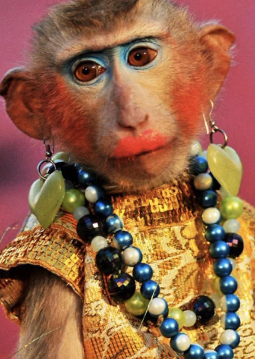 damekatydenise_'s tweet image. July is #TransAnimals awareness month! 

I don’t know who needs to hear this but…

Animals 👏🏻 can 👏🏻 be 👏🏻Trans 
Animals 👏🏻 can 👏🏻 be 👏🏻Trans 
Animals 👏🏻 can 👏🏻 be 👏🏻Trans 
Animals 👏🏻 can 👏🏻 be 👏🏻Trans 
Animals 👏🏻 can 👏🏻 be 👏🏻Trans 

Just. Let. Them. Live. 

#Pride #TransRights