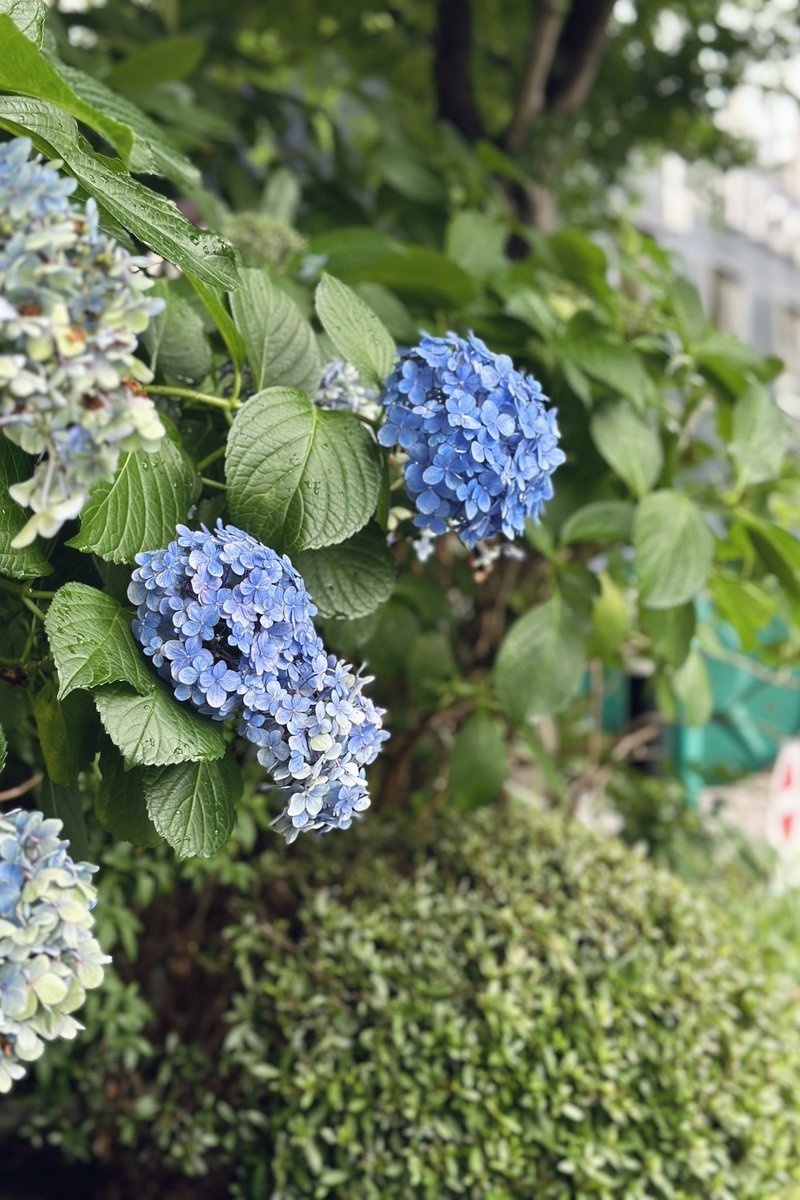 貴方は六月から長いこと綺麗に咲いている