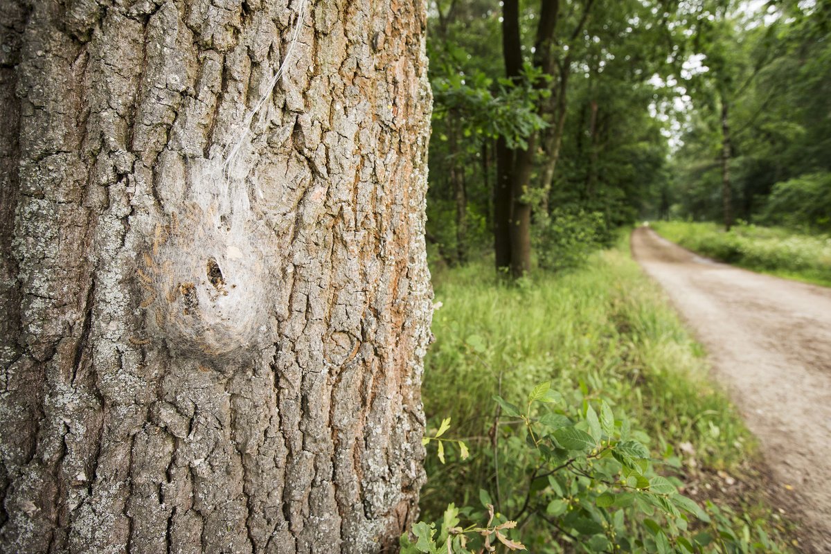 🌿 Primeur voor Limburg! Het Provinciaal Natuurcentrum heeft succesvol de Grote poppenrover gekweekt als natuurlijke vijand van de eikenprocessierups binnen het LIFE-project. Een doorbraak in West-Europa die internationale interesse wekt! #Natuur #LIFEproject #Biodiversiteit🌳🪲