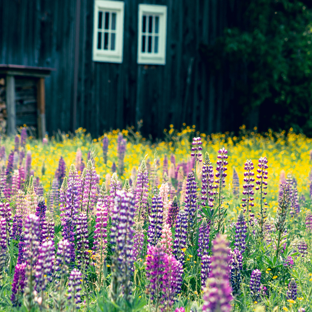 cnbank_pa's tweet photo. 🗓️ Our July 2024 #calendar photo was taken by Emily Kreider.
#BankWithTheAmpersand #CalendarPhoto #AmateurPhotography #CalendarContest #Photography #AmateurPhotographer #Photographer #Nature #NaturePhotography #July #JulyVibes #PurpleField https://t.co/Mwd3wym2Ud