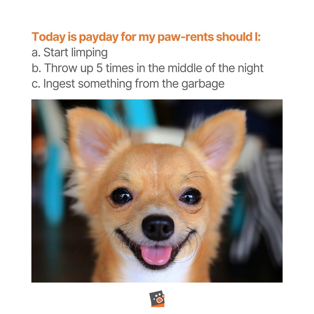 I think I'll go with option 'd': All of the above. -Your dog #dogmemes