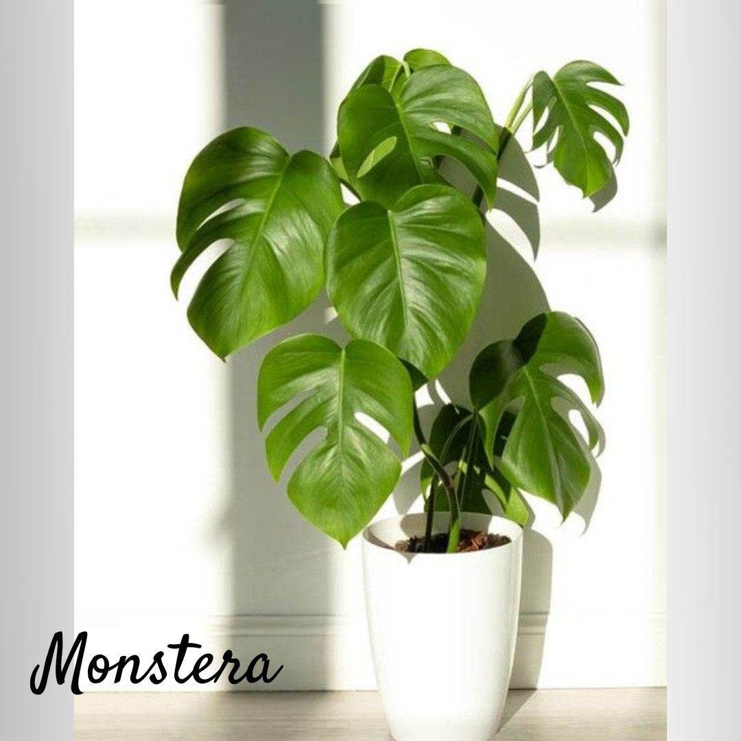 lilplantsworld's tweet photo. 🌿Leaf your worries behind and embrace the green goodness of a Monstera!  It's like having a mini rainforest in your living room.

#lilplants #PlantParenthood #Monstera #LivingWithPlants #NatureAtHome #BreakingNews #PayalMalik #TataMotors #EpicBlockbusterKalki #RahulGandhi #ICAI https://t.co/KRjsrK68BV