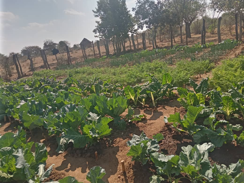 Growing hope, one garden at a time! 🌱 Let's cultivate a healthy future.  Bethany Project has established over 10 nutritional gardens across Zvishavane and Mberengwa Districts. #NutritionalGardens #FoodSecurity #GrowYourOwn #SDGs