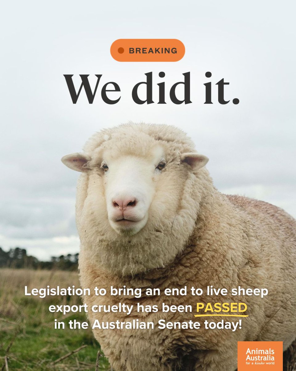 BREAKING: The Australian Government has voted to end live sheep export! 🧡🐑