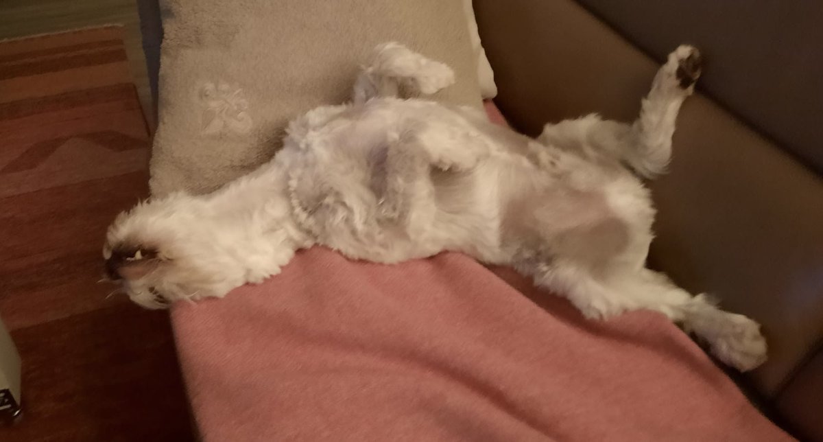 Schlaf-Asana

Um die Frage gleich mal vorwegzunehmen:

Ja, das ist die bequemste Schlafposition, die es gibt! 😬

🐩🧘💤

#TwitterRudel #SkippiBarkow #SchnauzerGang #Schnauzer #DogsOfTwitter #Dogs 🐕 #yoga 

Cc <a href="/Jettepipsqueak/">Jette (Ministerin für Fressangelegenheiten)</a>