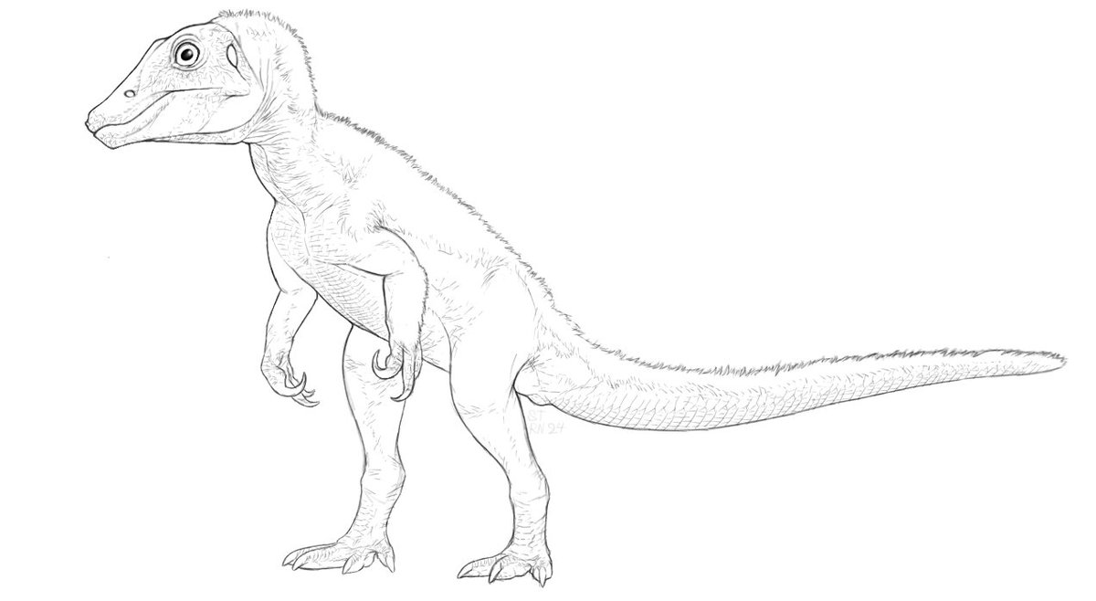 ArtSaturator's tweet image. Speculative Spinosaurus aegyptiacus hatchling based to Juravenator and Scipionyx