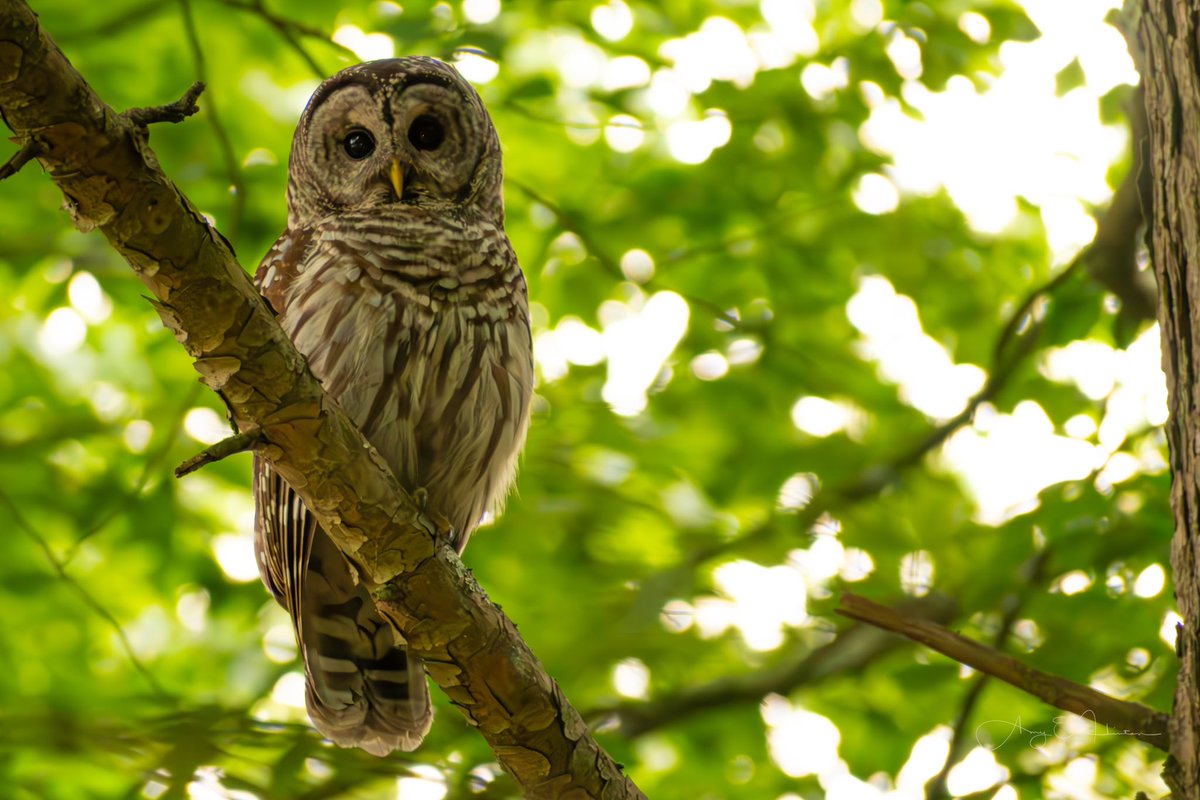 alwaysdaydreAMY's tweet image. A recent find in my backyard. She was with 4 owlets that blended in so well I didn’t see them till they were taking off. She hung out and made sure I didn’t bother them. Check out those eyebrows!!  Barred owls are so expressive 😊 ❤️
#BirdsOfTwitter #NewHampshire