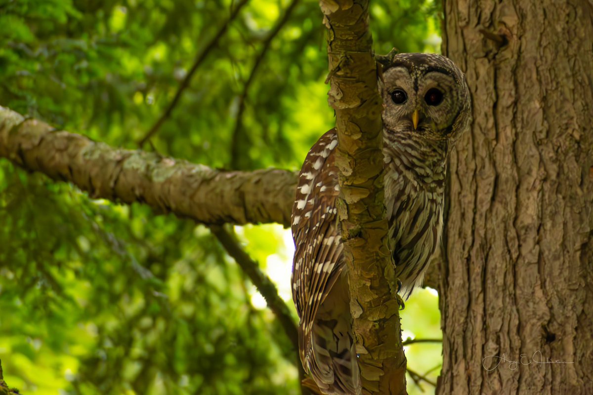 alwaysdaydreAMY's tweet image. A recent find in my backyard. She was with 4 owlets that blended in so well I didn’t see them till they were taking off. She hung out and made sure I didn’t bother them. Check out those eyebrows!!  Barred owls are so expressive 😊 ❤️
#BirdsOfTwitter #NewHampshire