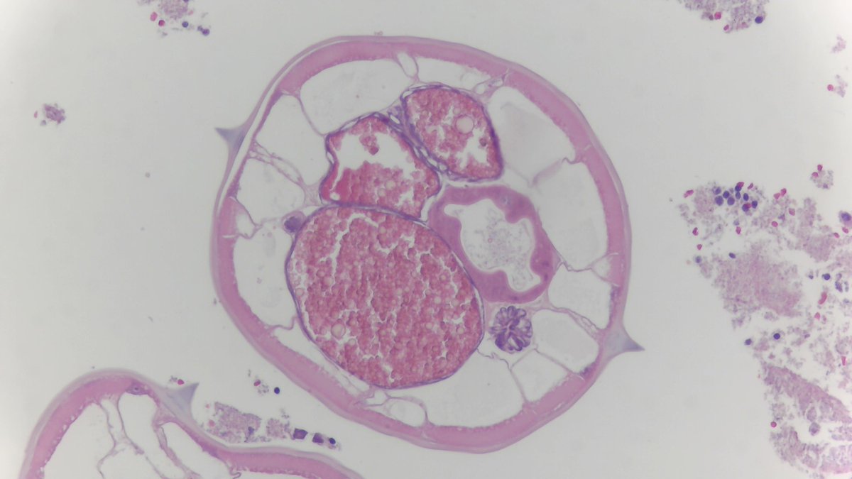 David Afework, MD tweet media