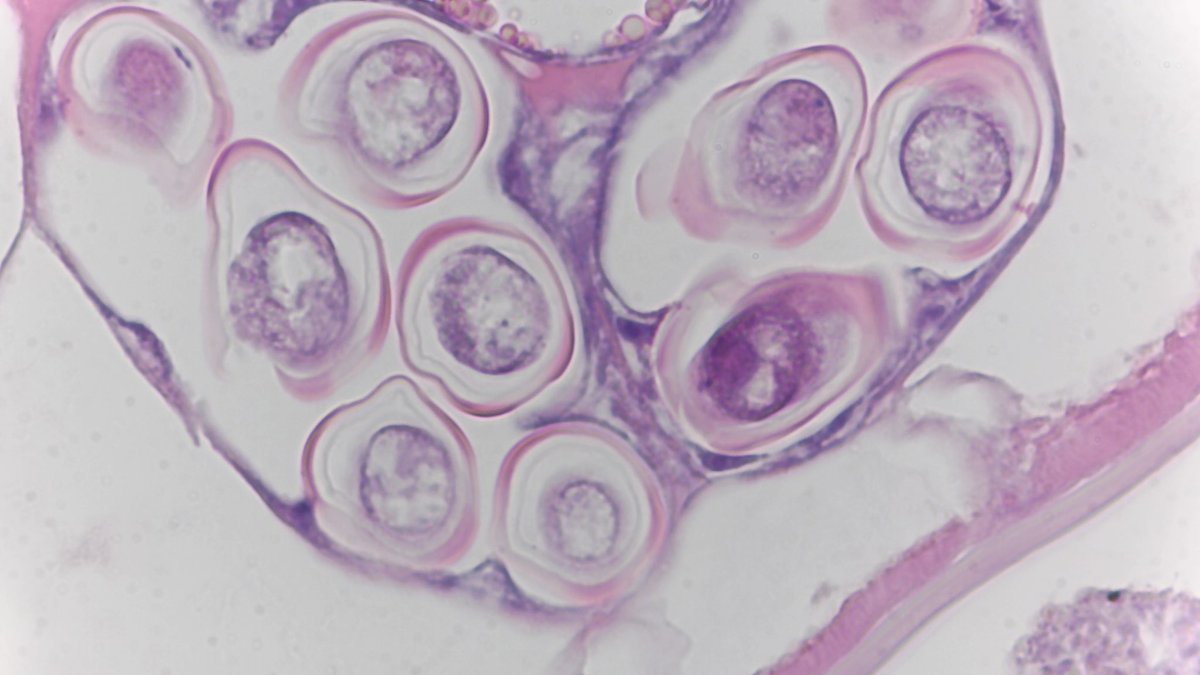 David Afework, MD tweet media