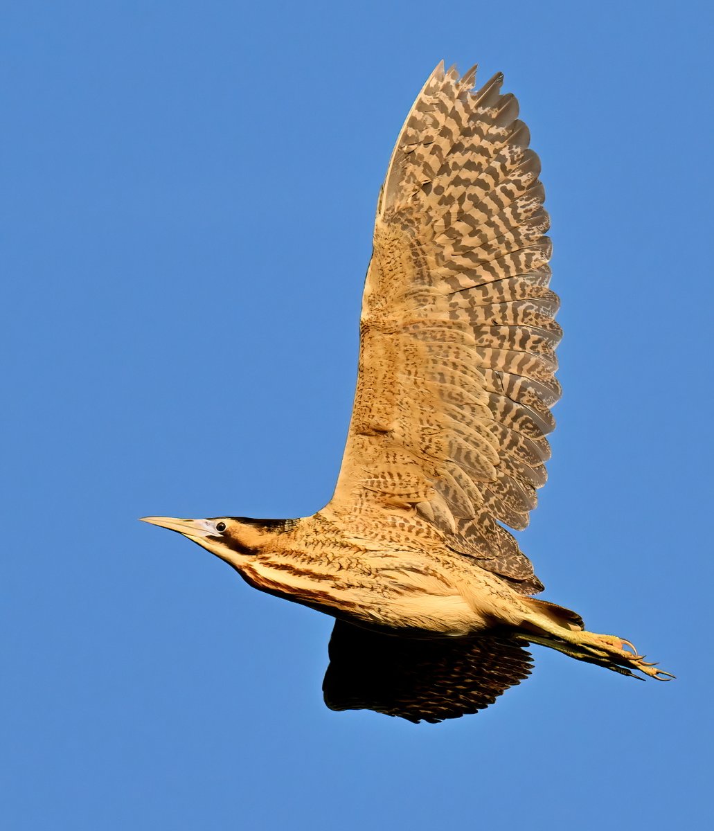 A Bittern overhead! 😍
 Taken recently at RSPB Ham Wall in Somerset. 🐦