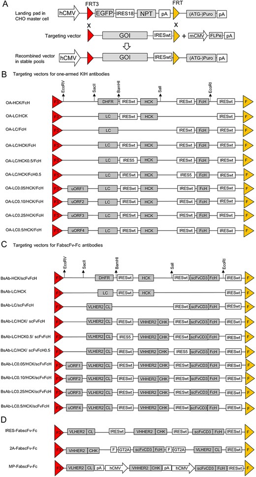BsAb CMC collection: Vector design for enhancing expression level and assembly of knob-into-hole based FabscFv-Fc bispecific antibodies in CHO cells academic.oup.com/abt/article/5/…
#BsAb #CMC #Antibody #Therapeutics