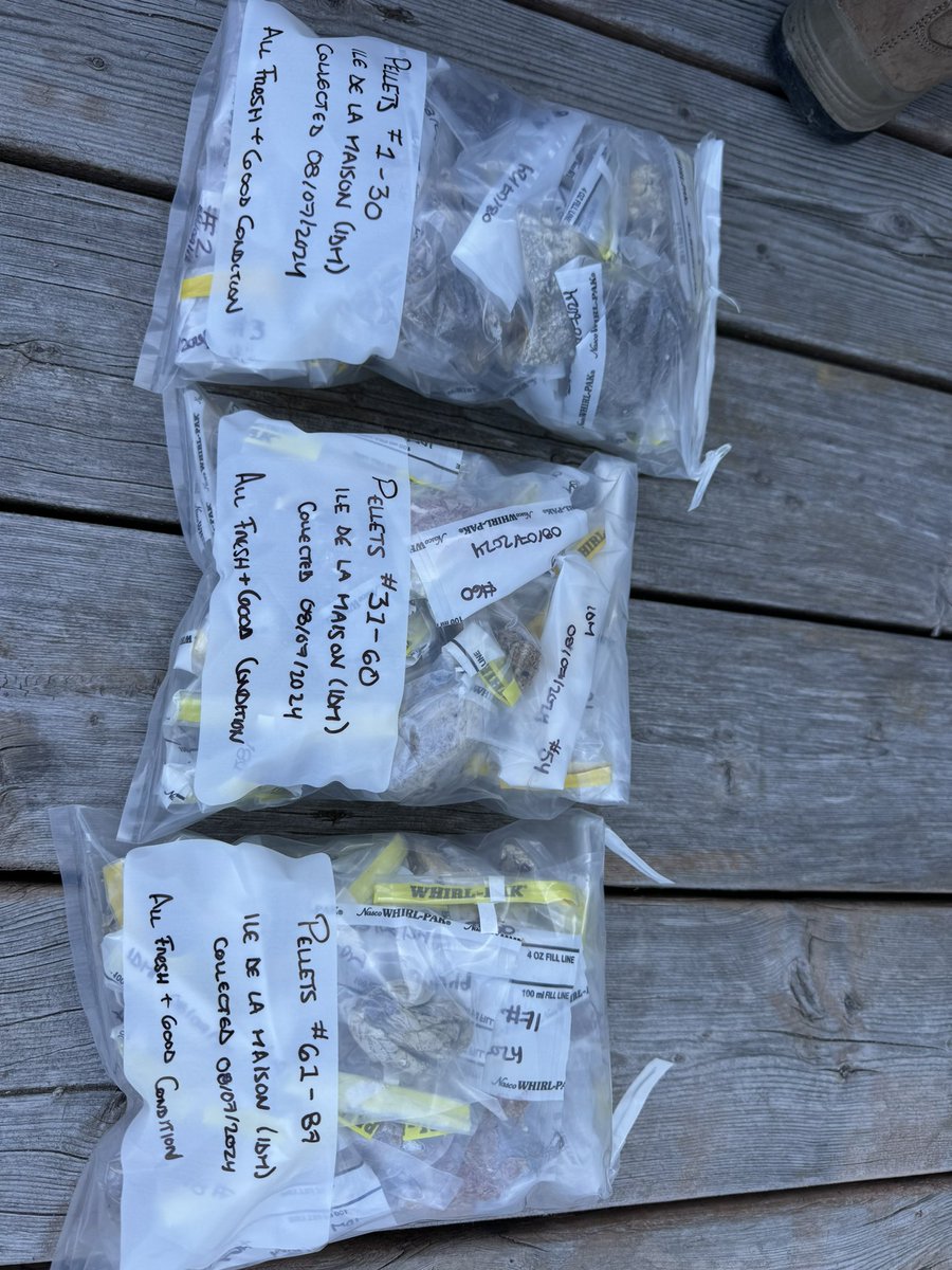 Collecting gull pellets today, to assess diet and #plastic exposure risk in more remote gull colonies, hoping to compare these with pellets collected in gulls breeding near urbanized cities, disappointing to see so much plastic… #teamgull #plasticpollition