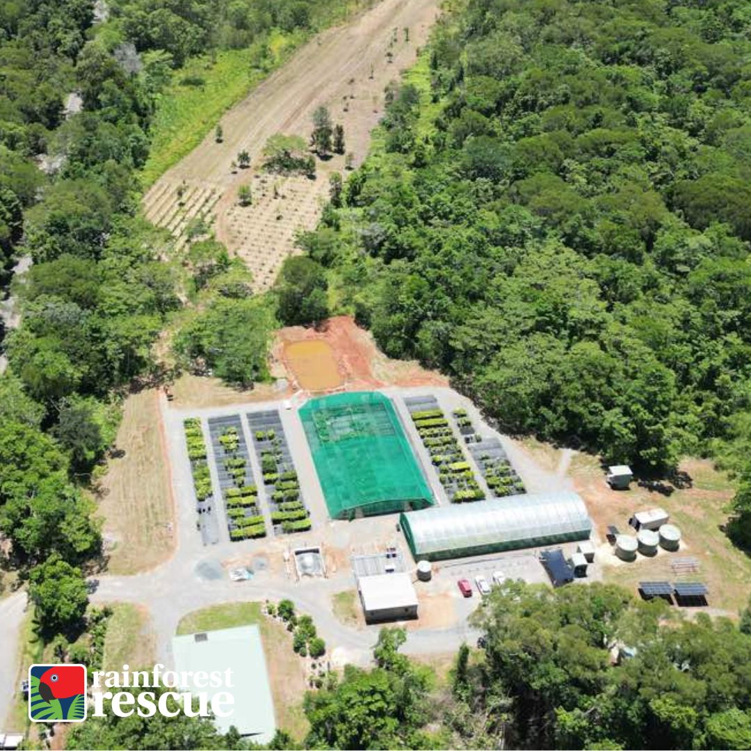 RFR_AU's tweet image. We’re always testing, trying &amp;amp; looking at new ways in which we can help improve our methods.
Right now, we’re testing two approaches with their own methods, benefits and challenges.

Learn more: rainforestrescue.org.au/what-does-it-t… 🌳🌳🌳. 

#TreesAreTheAnswer #TheBestTimeIsNow #Daintree