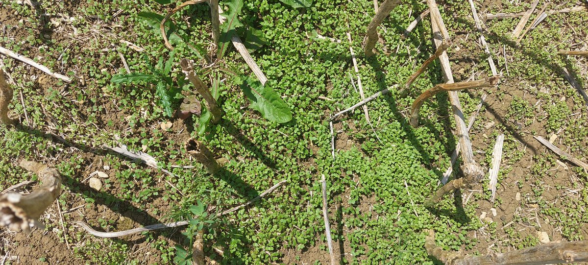scordeau_inra's tweet photo. Arrivée en test pour la saison en pret sur @CASYSdijon de la remorque Demeter de la société #GYRAX : aspiration des menues pailles pour évaluation des effets sur stock semencier, etc...
raté sur #colza : pluviométrie qui a déclenché les germinations
A suivre sur #orge et #blé. https://t.co/DV4FXVXmHn