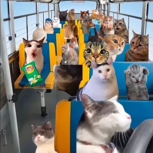 BusCatSol's tweet photo. @mrpunkdoteth Hey punk memes this funny community Space Join a bus full of cats 🐈 $BUSCAT

6PZNC6pwWfkTVkywJdCXgac7DYM58oVPFZnKBnZJpump https://t.co/OJvzCwvd62
