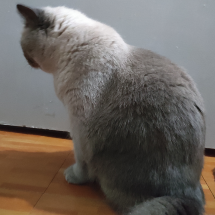 BudVZab's tweet photo. No talk he angy
#DailyCloudTheCat #DailyCloud #Cat #CatsofTwitter #CatsOfTwitter https://t.co/eZJ1dFvHZj