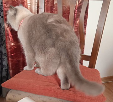 BudVZab's tweet photo. No talk he angy
#DailyCloudTheCat #DailyCloud #Cat #CatsofTwitter #CatsOfTwitter https://t.co/eZJ1dFvHZj