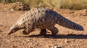 lwmendoza03's tweet photo. "Are you sure you're related?"-
A Thread (Animal edition!)-

1)The introverted armadillo/anteater-hybrid whose family reunoion is filled with some of the most unhinged madlasses/lads in nature. https://t.co/1Hf9WYPjUS