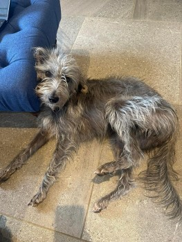 millypod1's tweet photo. PINGU &amp; DARCY HOME SAFE. 
THANKS FOR RT's 😊🐕🐾

🆘6 JUL 2024 #Lost PINGU &amp; DARCY #ScanMe
2 Bedlington Cross Terriers BOTH Female #InglestoneCommon nr #Hawkesbury #GL9 #HawkesburyUpton nr #Badminton #Gloucestershire https://t.co/QEFGPOqLa5
https://t.co/laj56ceEpv https://t.co/0HgwfdFpLI