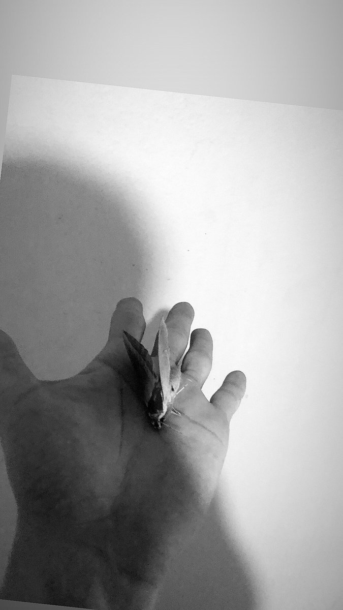 bugun başucımda ölü bir kelebek vardı ironik