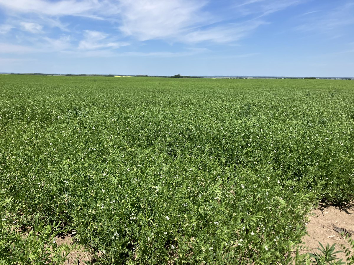 AShirtliffe's tweet photo. Lentils just a busy flowering and second application of fungicide going on this week! 
#lentils #crop2024 @UFAcooperative https://t.co/td7ef3bVnF