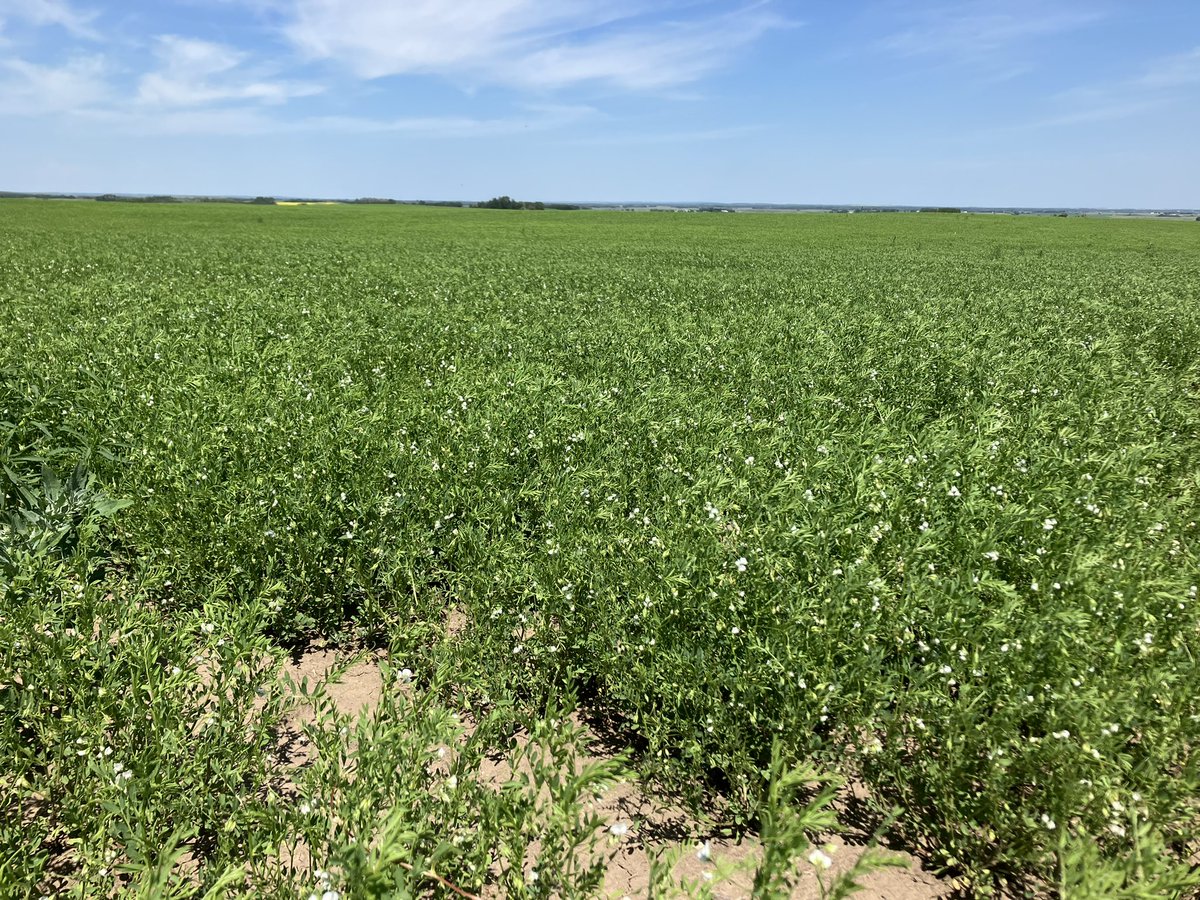 Lentils just a busy flowering and second application of fungicide going on this week! 
#lentils #crop2024 <a href="/UFAcooperative/">UFA Co-operative</a>