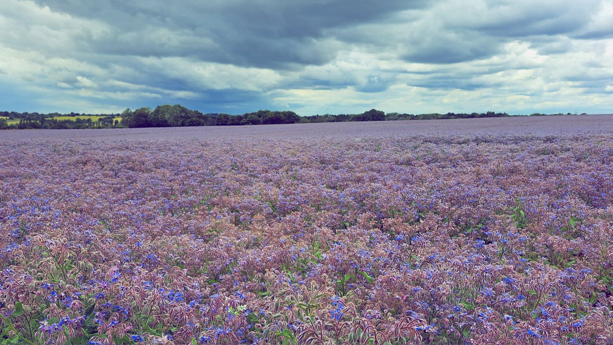 Fields of purple 💜💜 #Stebbing #StebbingGreen #Essex <a href="/UKWeatherLive/">UK Weather Live</a> <a href="/AngliaWeather/">Anglia Weather</a> <a href="/bbcweather/">BBC Weather</a> <a href="/metoffice/">Met Office</a> <a href="/ChrisPage90/">Chris Page - Weatherman</a> <a href="/WeatherAisling/">Aisling Creevey</a> <a href="/AmandaHouston/">Amanda Houston</a> <a href="/carolkirkwood/">Carol Kirkwood</a> <a href="/Kate_Kinsella/">kate kinsella</a> <a href="/lizzieweather/">Elizabeth Rizzini</a>