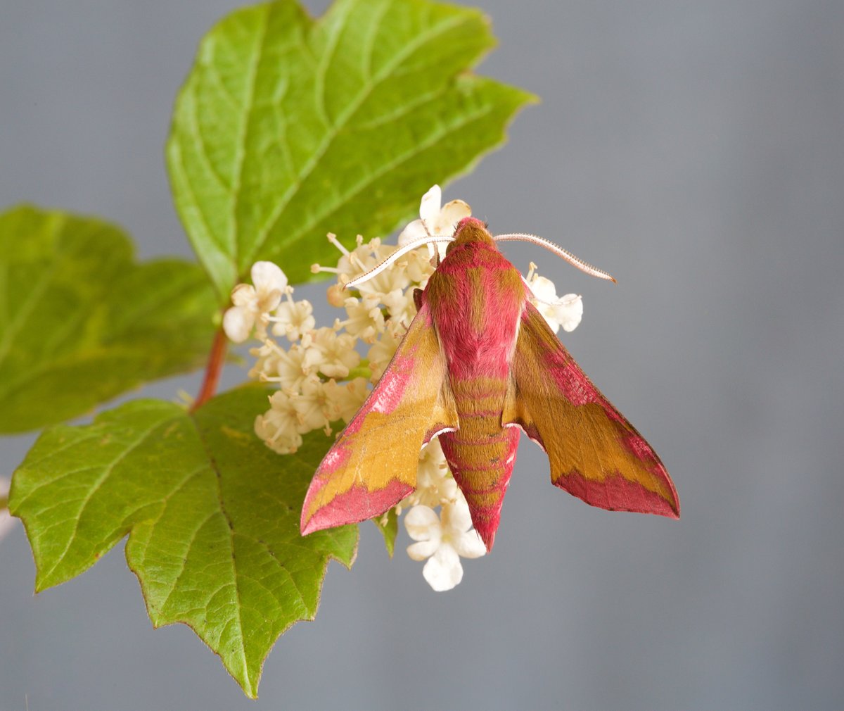 savebutterflies's tweet photo. Happy #MothMonday! Look out for the Small Elephant Hawk-moth (Deilephila porcellus) this month 🤩

As the name suggests, it is smaller and more brightly coloured than the Elephant Hawk-moth, which has a more green-ish tinge.

📸: Bob Eade, Samantha Batty, Stuart Read
#MothsMatter https://t.co/MxKhAcSpJz