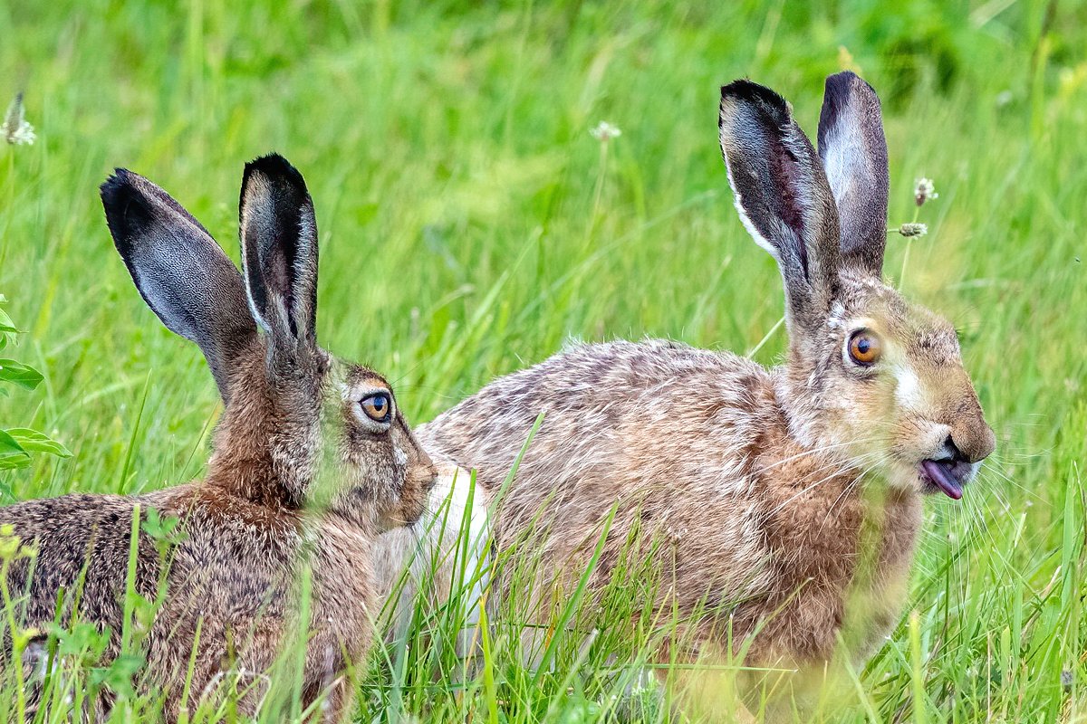 Kā parasti - katrā ģimenē ir kuram patīk muļķības un kāds, kurš grib, lai tas pirmais ātrāk pieaugtu. Zaķu pļava (kopā 3 gab.) Skrundas apkārtnē.