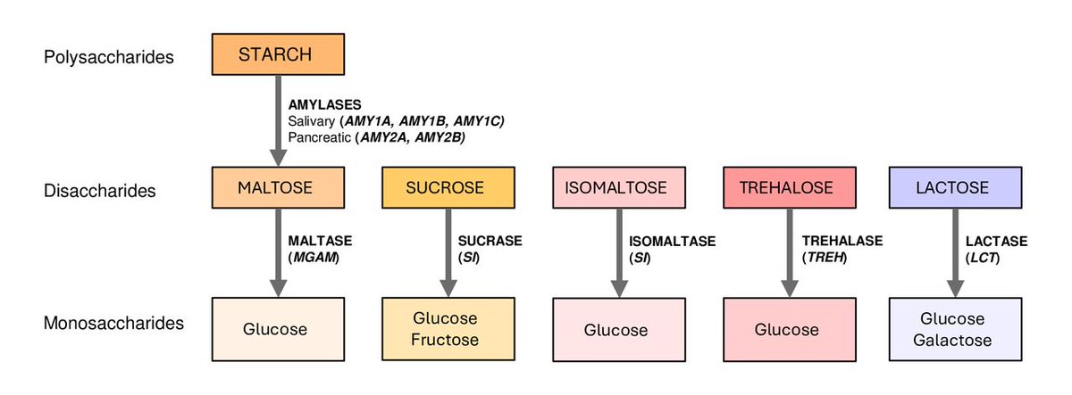Gut_BMJ's tweet photo. #GUTLetter by @LeireTorices et al on 

"Human CAZyme genes polymorphism and risk of IBS: a population-based study" via https://t.co/8JgmIHo97m

@damato_mauro @CICbioGUNE @universitalum @ZamfirTaranu @CrisEstebanB @nandobonf #IBS https://t.co/f6tdiWZWfl