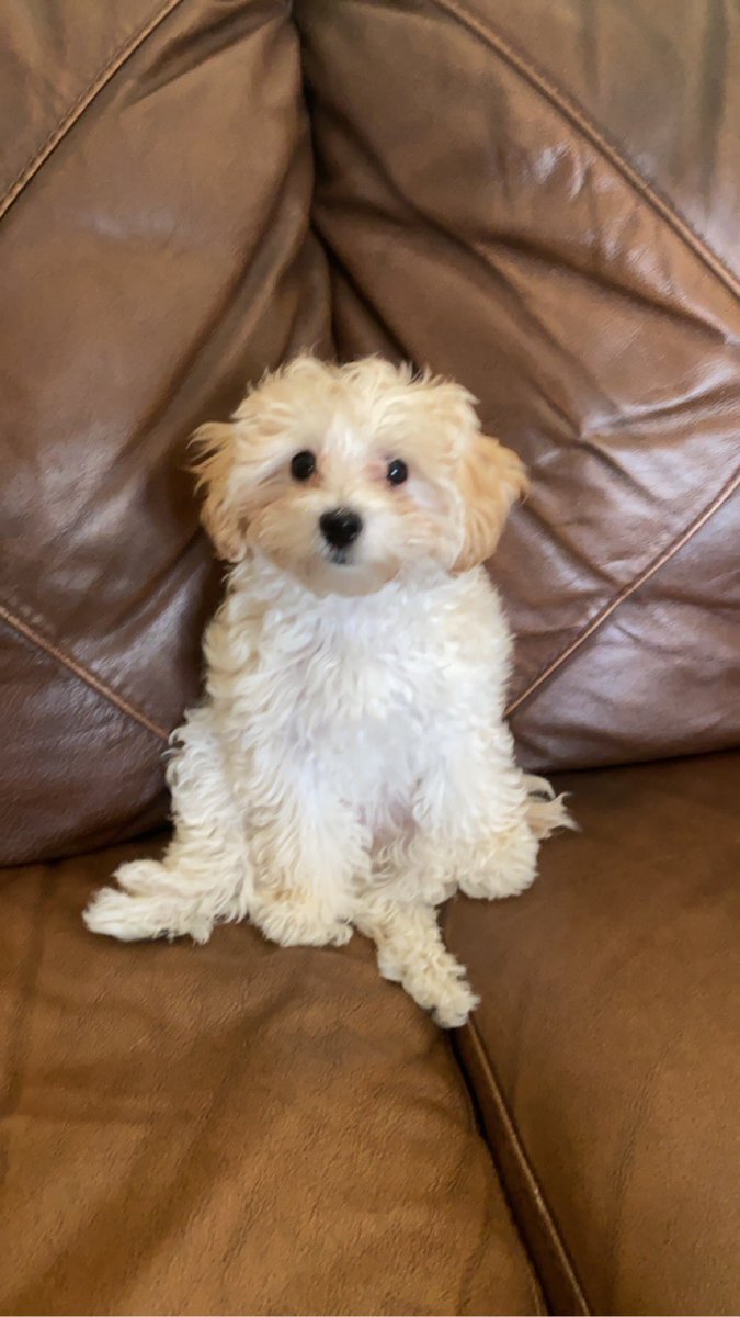 aaFishyy's tweet photo. @stevewilldoit sharing this pic of my dog bc it needs to be seen https://t.co/EAiHNsvMDp