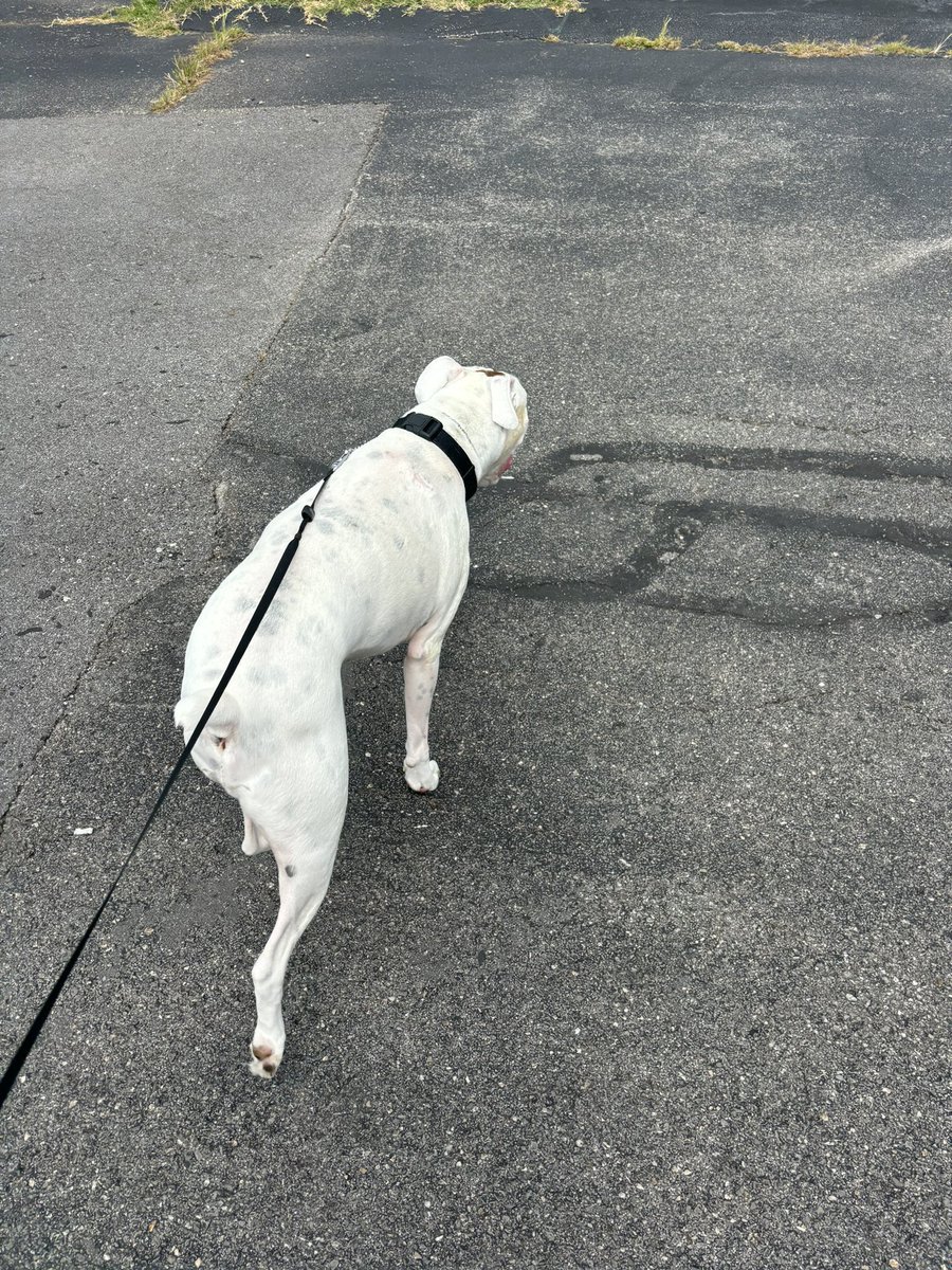 TokenandFriends's tweet photo. Gus was strutting his stuff this Morning in his walk! He was so ready after the holiday weekend to get back out there and go go go! 🕺🏻

We can totally tell when our TaTwU pups miss their walks with us! 🐾🐶 https://t.co/UdBExkg2c2