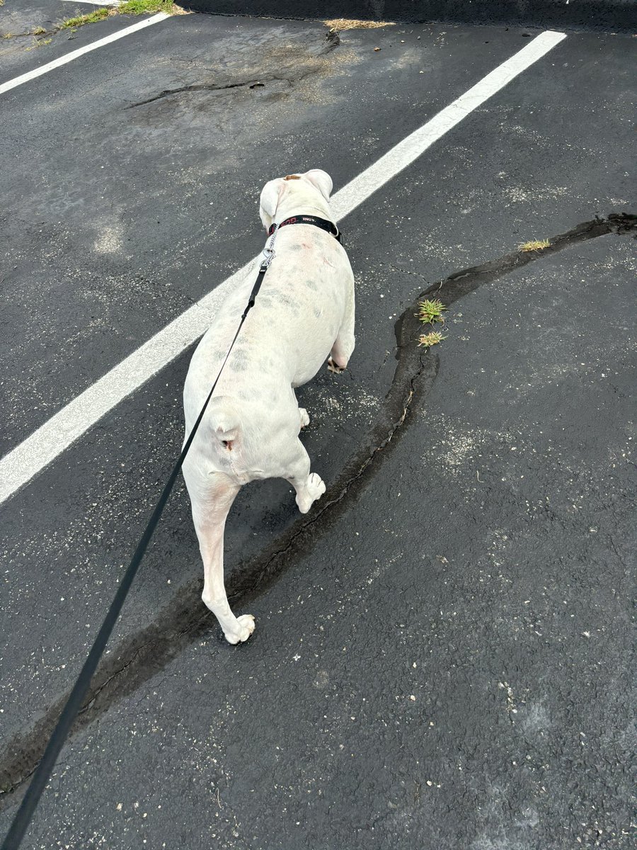 TokenandFriends's tweet photo. Gus was strutting his stuff this Morning in his walk! He was so ready after the holiday weekend to get back out there and go go go! 🕺🏻

We can totally tell when our TaTwU pups miss their walks with us! 🐾🐶 https://t.co/UdBExkg2c2