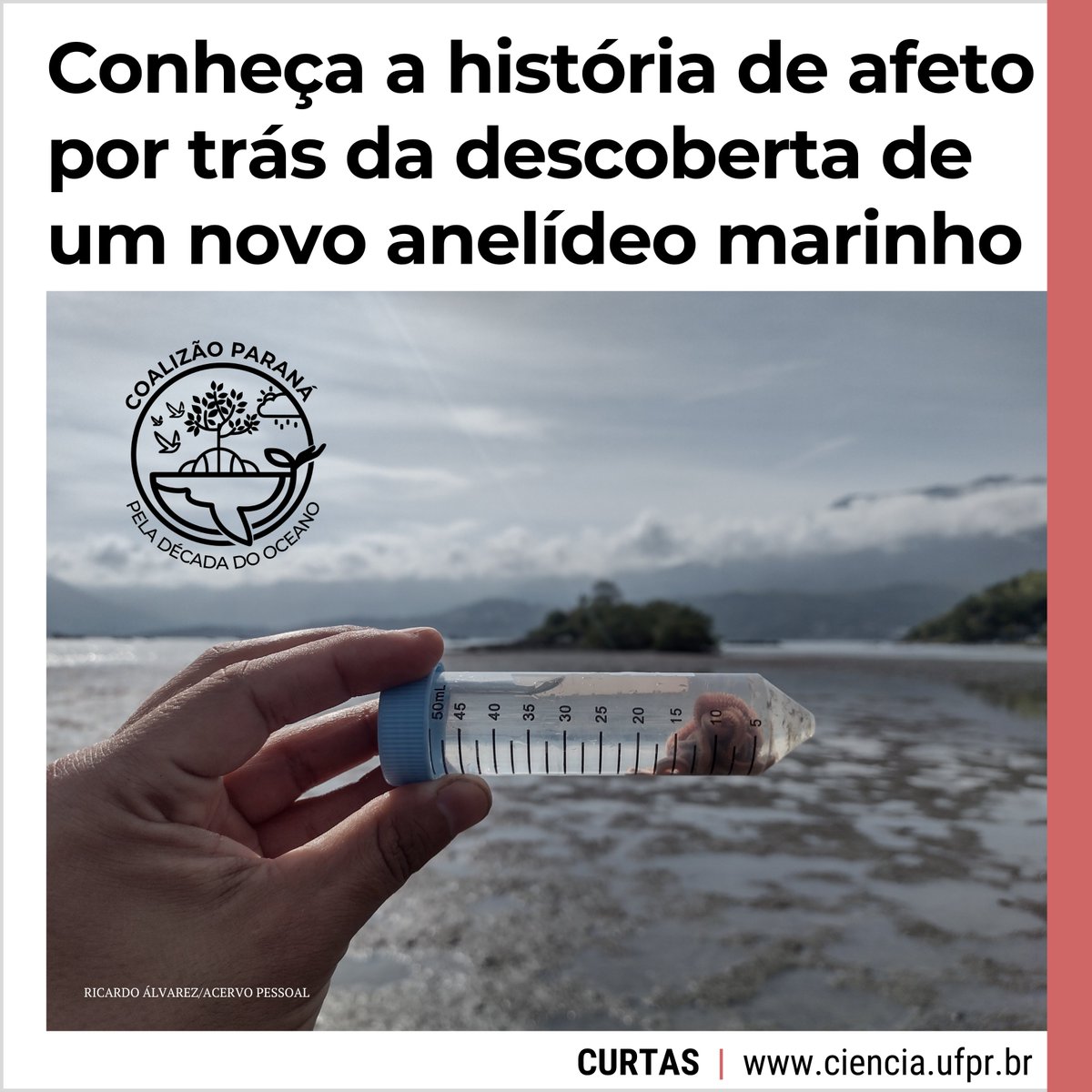 cienciaufpr's tweet photo. PARCERIA

Quando Ricardo Álvarez confirmou ter achado uma nova espécie de minhoca do mar, não teve dúvidas: homenageou no nome dela o seu primeiro orientador, Paulo Lana, falecido inesperadamente em 2022.+

Leia aqui ➡️ https://t.co/CIQWNHdx1q

#ciênciaufpr #ufpr #biologiamarinha https://t.co/5ZsNAY0Xke