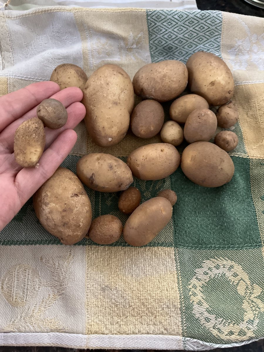 was weeding in the garden and came across a few surprises.  anyone else direct compost?