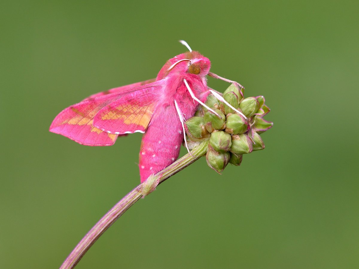 savebutterflies's tweet photo. Happy #MothMonday! Look out for the Small Elephant Hawk-moth (Deilephila porcellus) this month 🤩

As the name suggests, it is smaller and more brightly coloured than the Elephant Hawk-moth, which has a more green-ish tinge.

📸: Bob Eade, Samantha Batty, Stuart Read
#MothsMatter https://t.co/MxKhAcSpJz