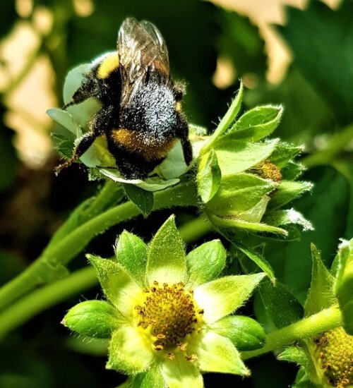Beste-ID.NL @beste-id.bsky.social (@beste_id) on Twitter photo Meer smaak, minder schimmel: bacteriën zijn bondgenoten voor betere aardbei. beste-id.nl/nieuws/meer-sm…
<a href="/JTemmermans/">Jari Temmermans</a> <a href="/SarahLebeer/">Sarah Lebeer</a> <a href="/UAntwerpen/">UAntwerpen</a> Meer smaak, minder schimmel: bacteriën zijn bondgenoten voor betere aardbei. beste-id.nl/nieuws/meer-sm…
<a href="/JTemmermans/">Jari Temmermans</a> <a href="/SarahLebeer/">Sarah Lebeer</a> <a href="/UAntwerpen/">UAntwerpen</a>