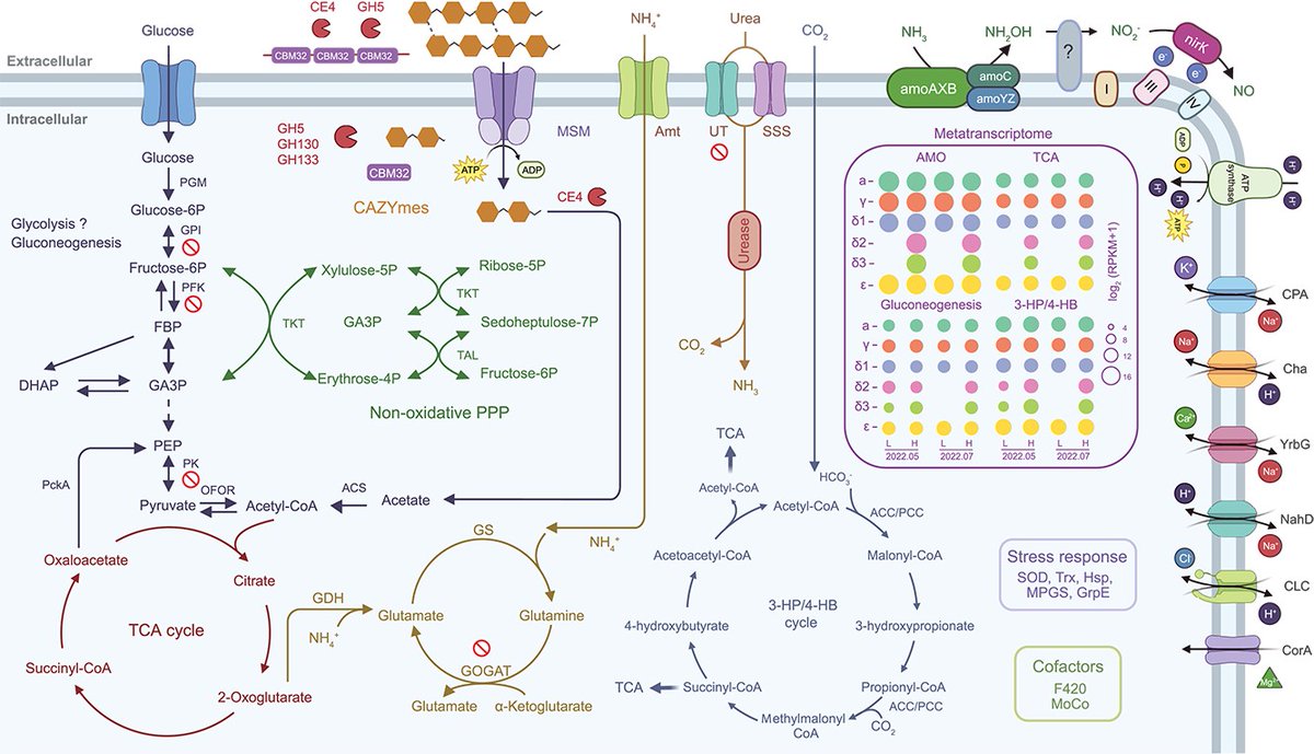 Evgenii Protasov (@protasov_evgeni) on Twitter photo Ammonia-oxidizing #archaea in #soil play an important role in the N cycle. But not all of them are equally studied due to a lack of isolates or high-quality genomes. A new study sheds some light on the so far underrepresented δ clade.
<a href="/ISMEJournal/">The ISME Journal</a>
academic.oup.com/ismej/article/… Ammonia-oxidizing #archaea in #soil play an important role in the N cycle. But not all of them are equally studied due to a lack of isolates or high-quality genomes. A new study sheds some light on the so far underrepresented δ clade.
<a href="/ISMEJournal/">The ISME Journal</a>
academic.oup.com/ismej/article/…