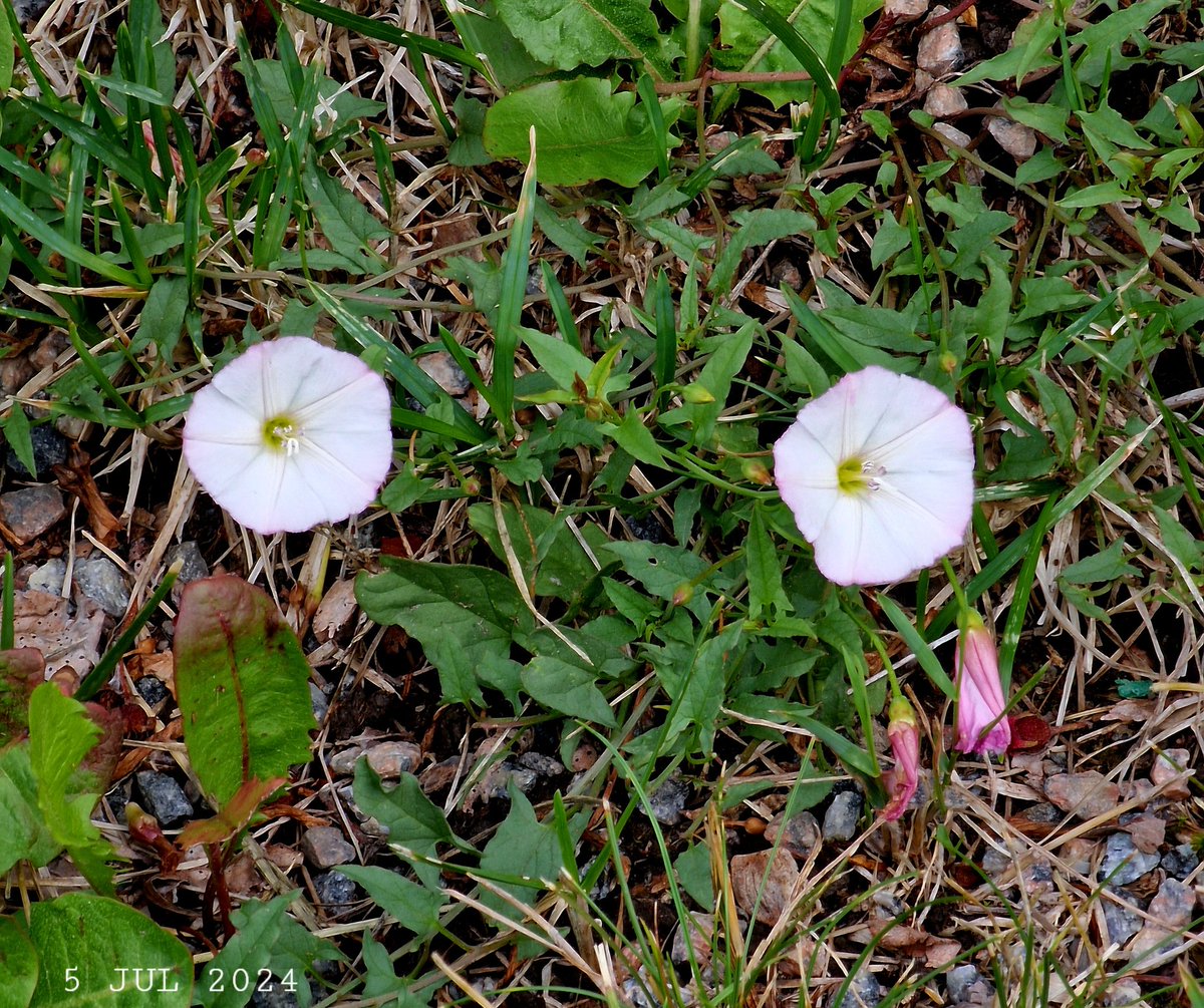 IDadzkov's tweet photo. Field bindweed flowers. Åkervindas blommor. Цветки вьюнка полевого.
#nature #summer #flowers #FieldBindweed #åkervinda #FlowersPhoto https://t.co/RPukDMqCqO