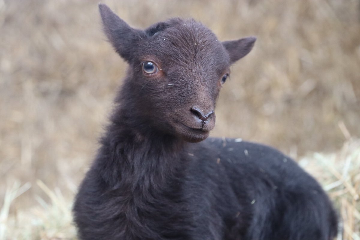 Farmily_buckets's tweet photo. Weโve had a few lambs arrive since our sheep shearing and this little one is the latest addition. All we need now is our next baby donkey.
Donโt forget you can sign up to be a Patreon to get all the news first.
#caenhillcc #summerlamb #lamb #latestarrival #babyanimals https://t.co/wdh8TGJRsp